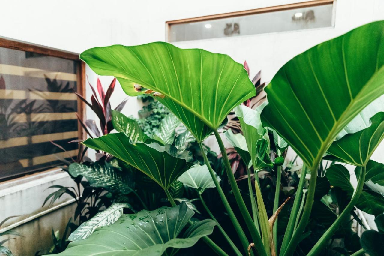 Moss Bnb Colombo Ngoại thất bức ảnh